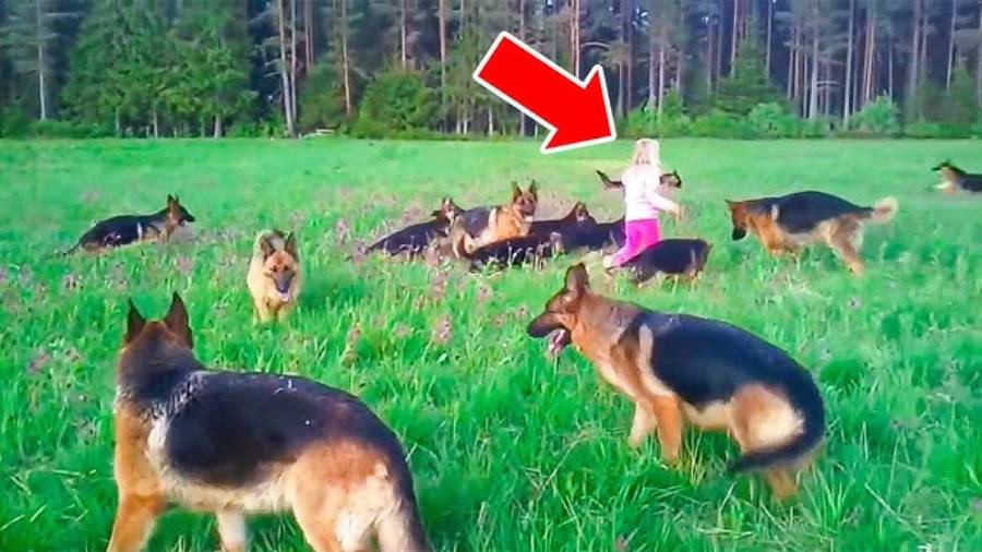 She Barely Spoke to Anyone—Until 14 German Shepherds Changed Everything